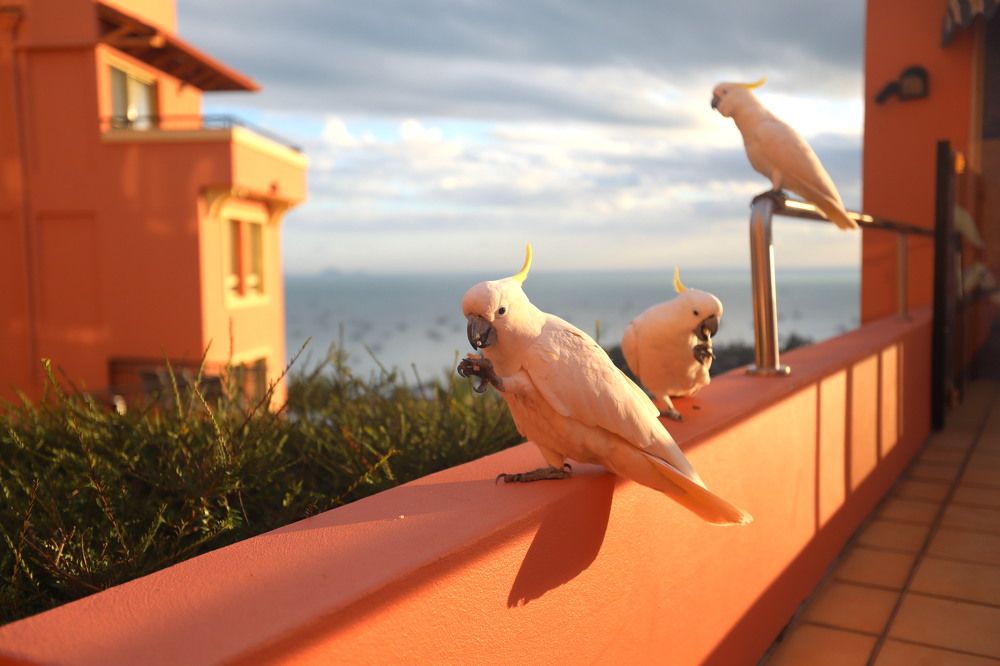 Наглые попугаи