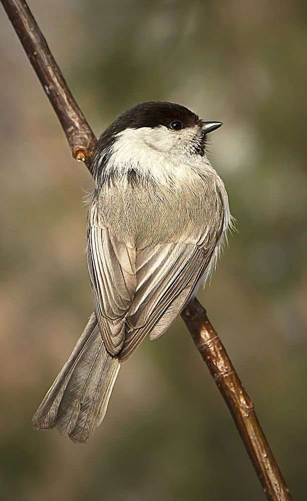 Фотография автора Andrey Pristyazhnyuk