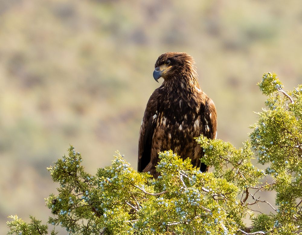 Фотография автора Georgi Vasilev