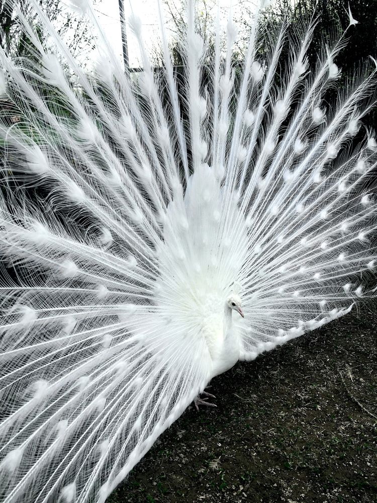 Photograph by Ирина Швейнова