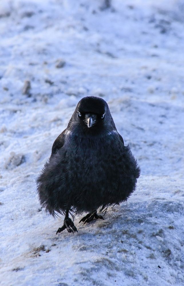 Photograph by Хельга Кольцова