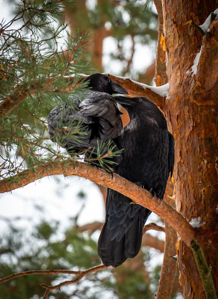 Photograph by Диана Бородзе