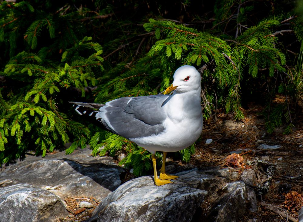 Photograph by Диана Бородзе