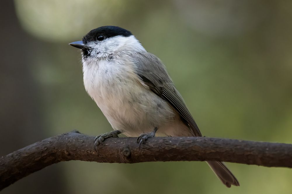 Photograph by Кузнецов Дмитрий