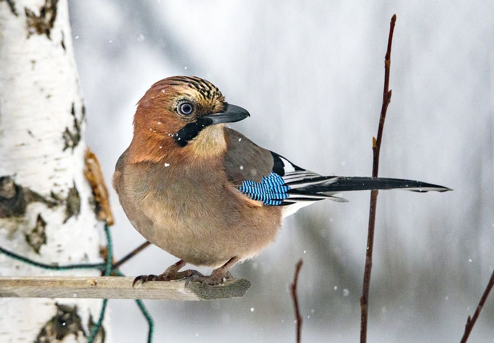 Photograph by Алексей Окунеев