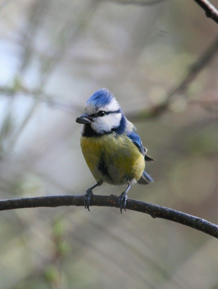 Фотография автора Татьяна Шебаршенко
