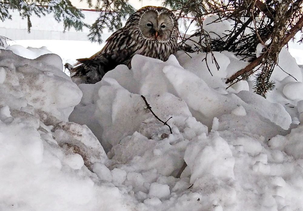 Photograph by Игорь Пшеничников