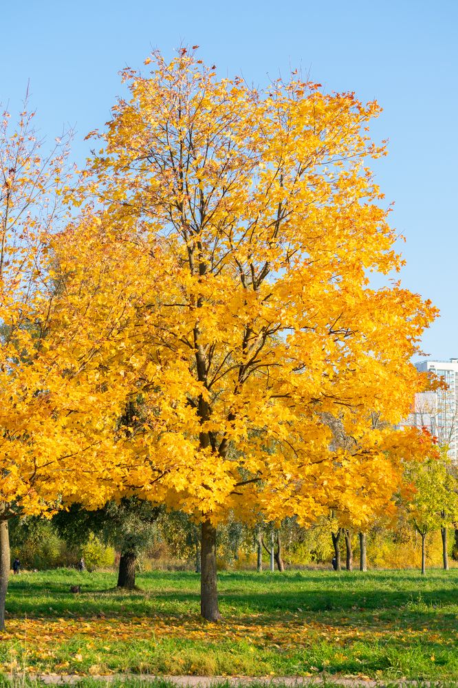 Photograph by Юлия Боровкова