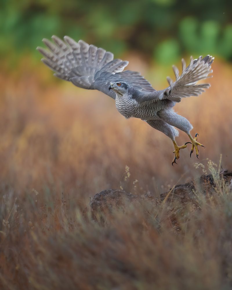 Photograph by Alexandra Surkova