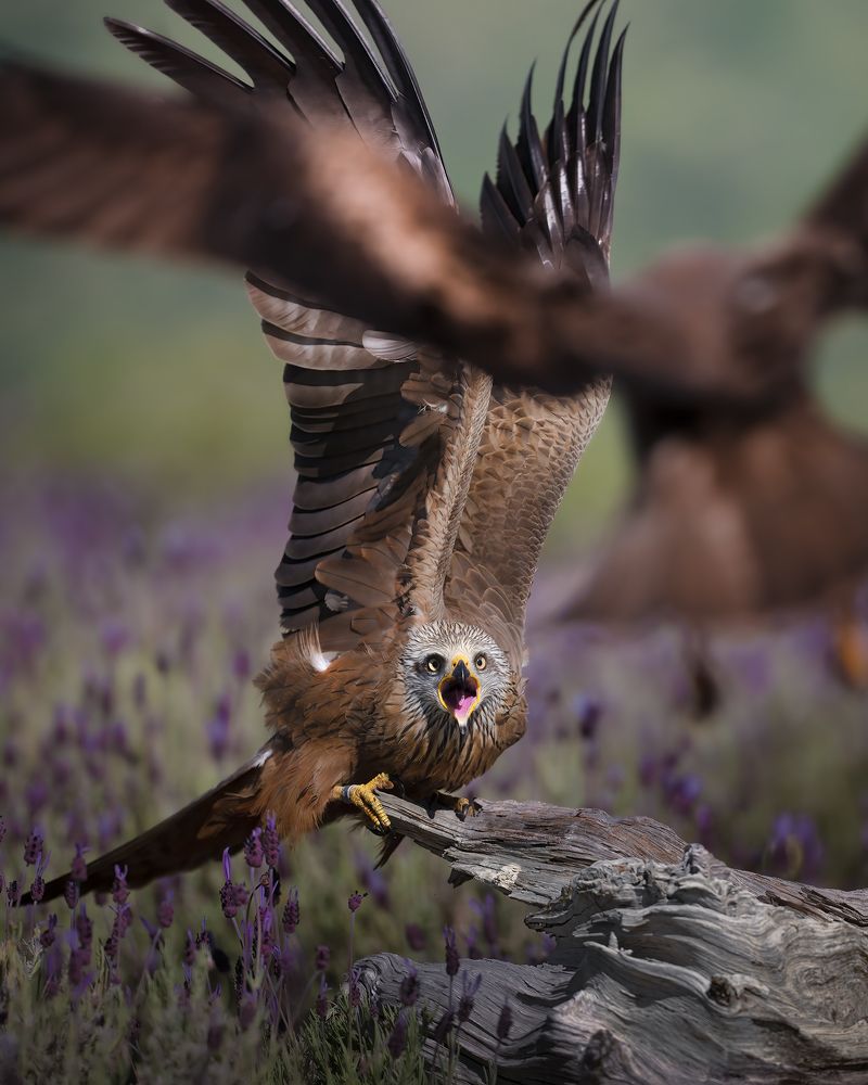 Photograph by Alexandra Surkova