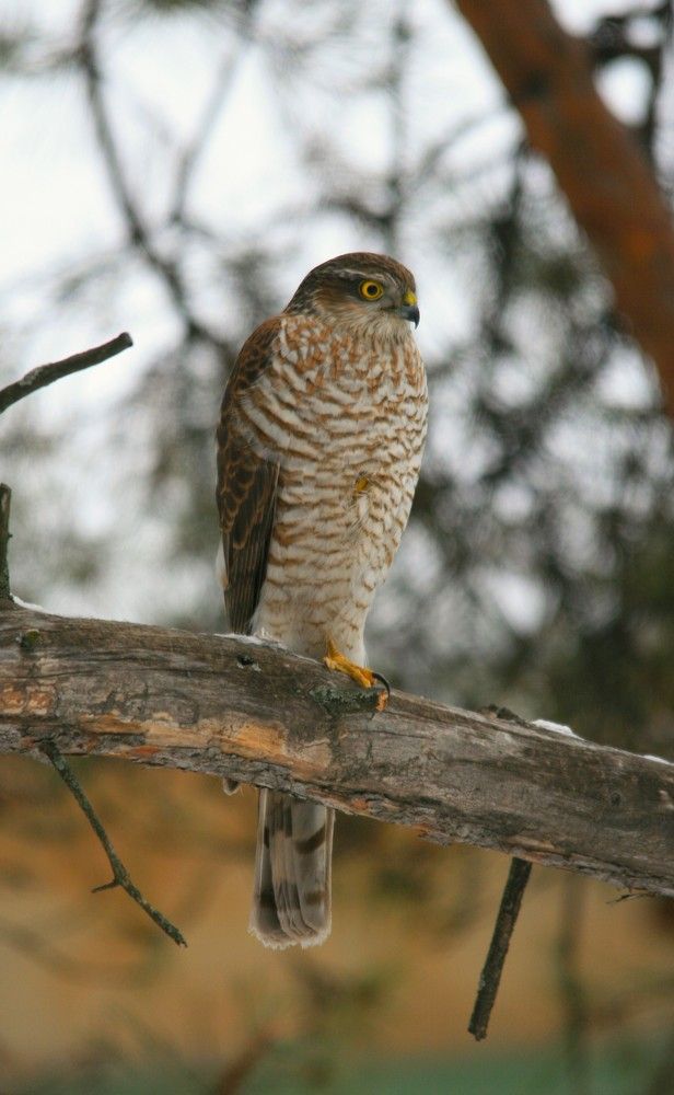 Фотография автора Татьяна Шебаршенко