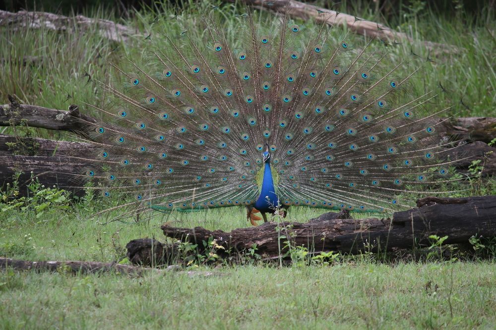 Photograph by Pradyumna K P