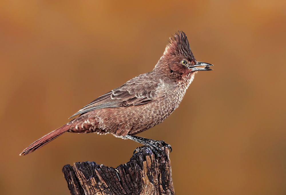 Photograph by Mario Fiorucci