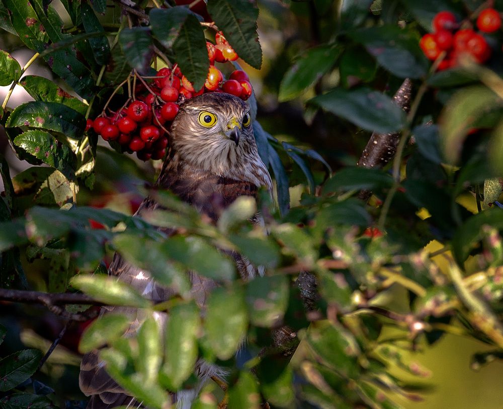 Фотография автора Виталий Смелик