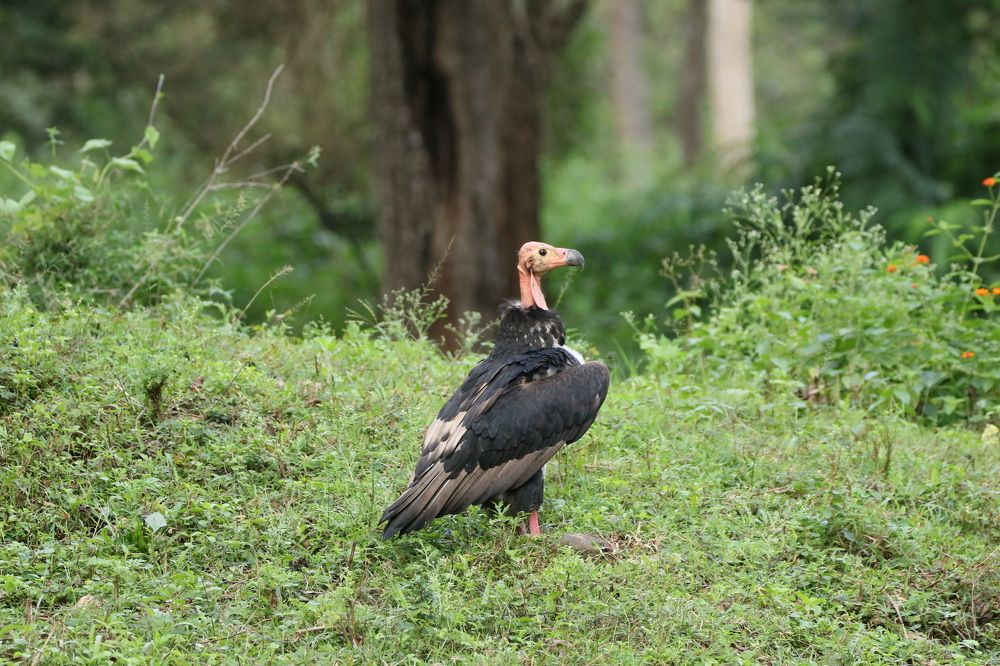 Photograph by Pradyumna K P