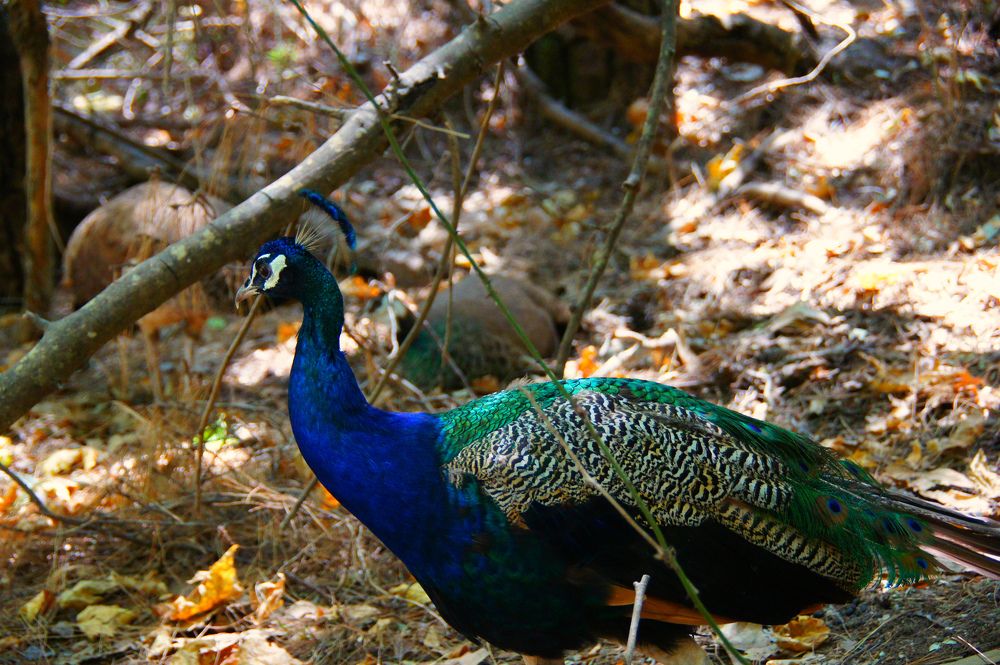 Photograph by Светлана Стрельцова