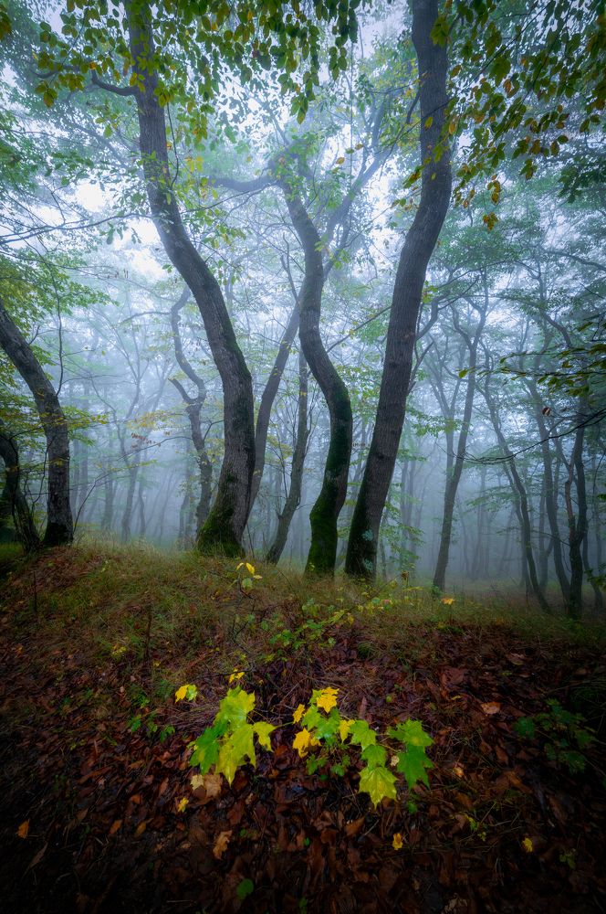 Photograph by Saba Gloveli