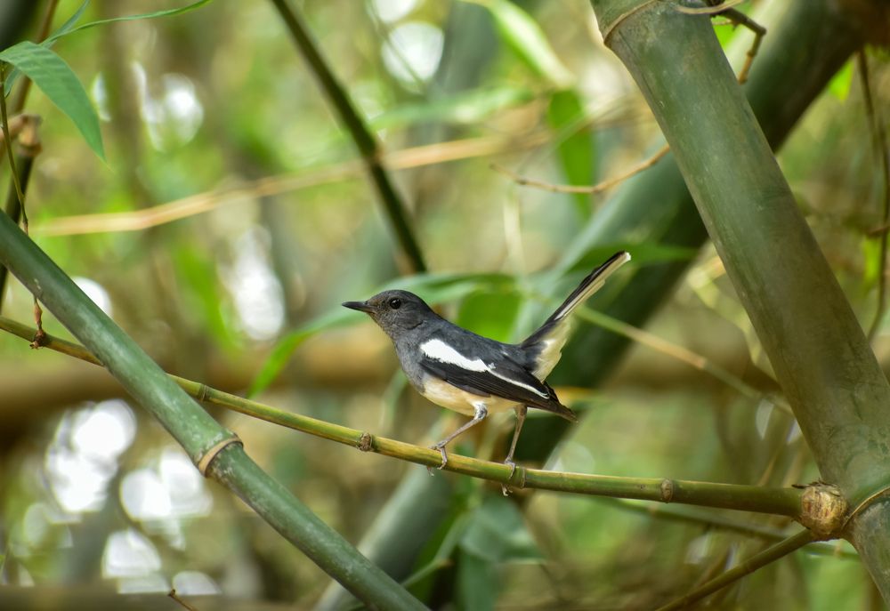 Фотография автора Tonmoy Maity