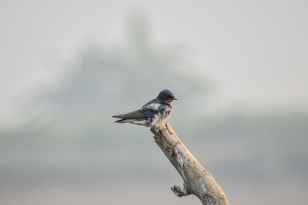 Фотография автора Tonmoy Maity