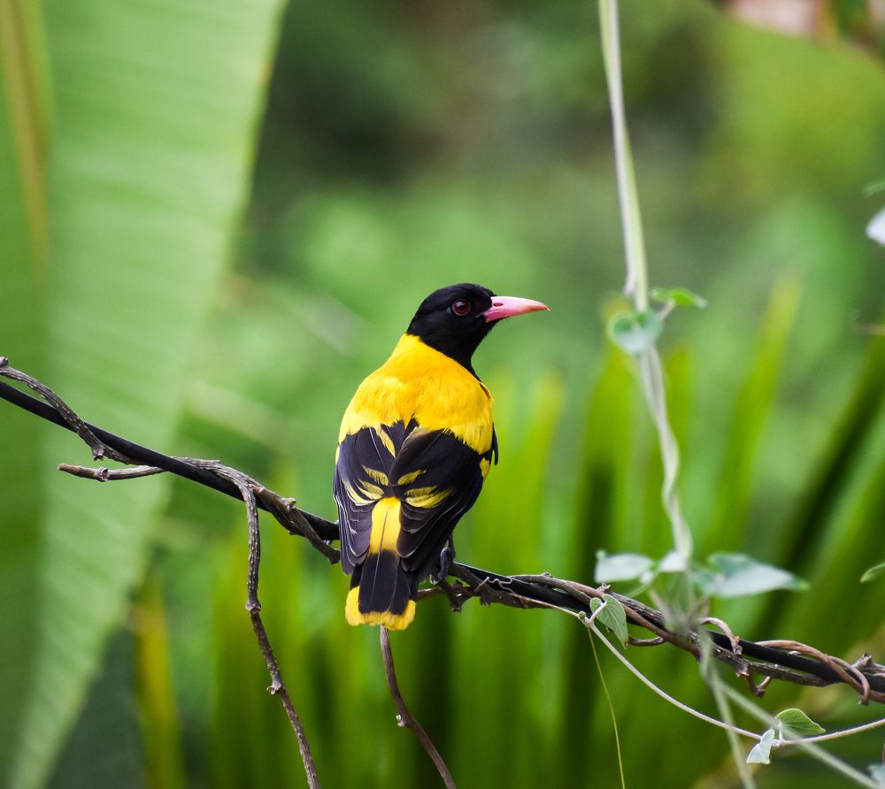 Фотография автора Tonmoy Maity