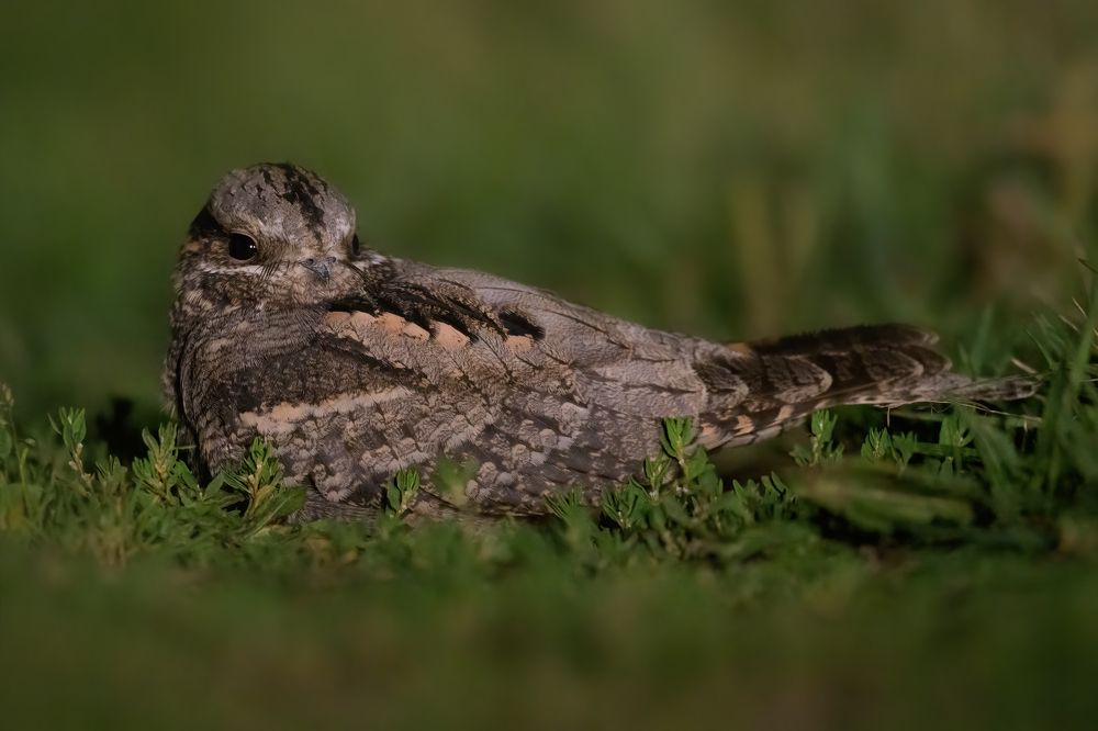 Photograph by Александра