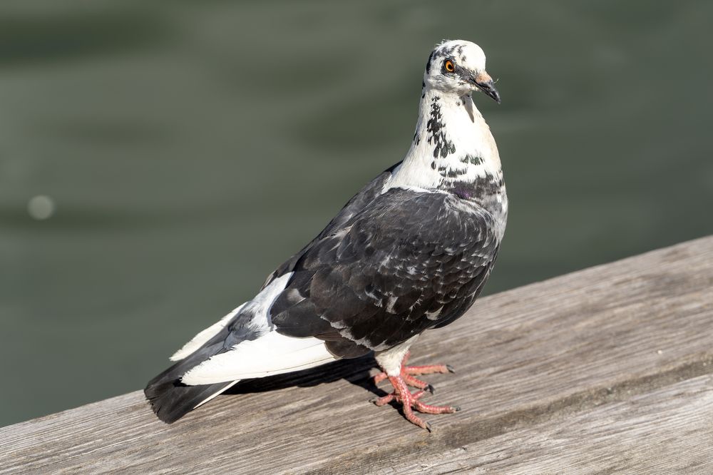 Photograph by Андрей Пучков