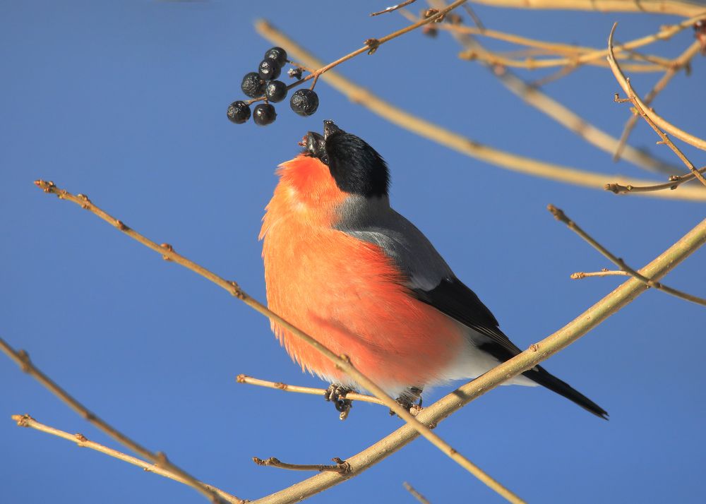 Photograph by Николай Протасеня