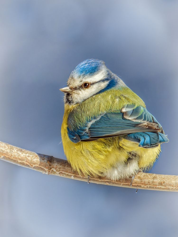 Портрет лазоревки