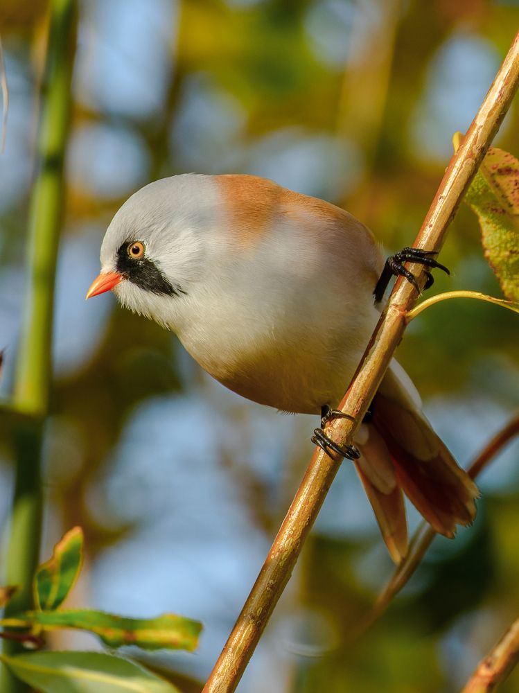 Усатая синица