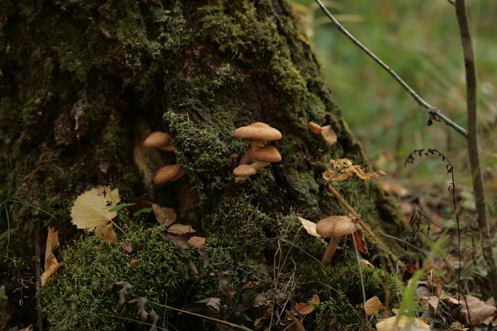 Photograph by Павел Nikulochkin