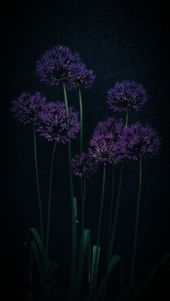 Ночной шары