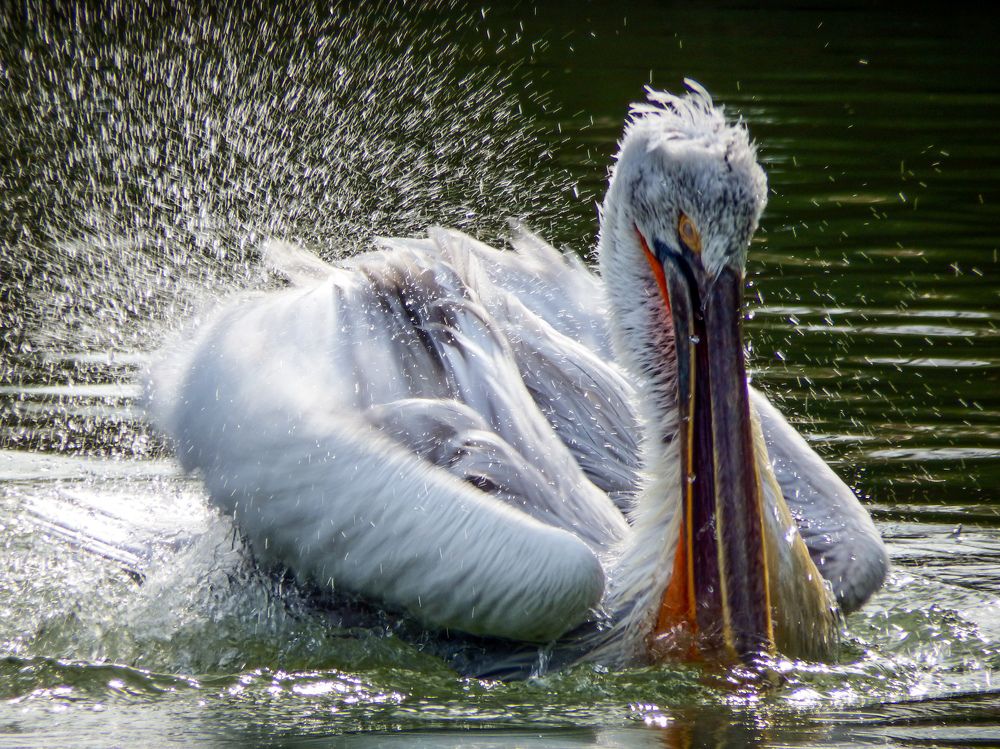Photograph by Мария Толмачева