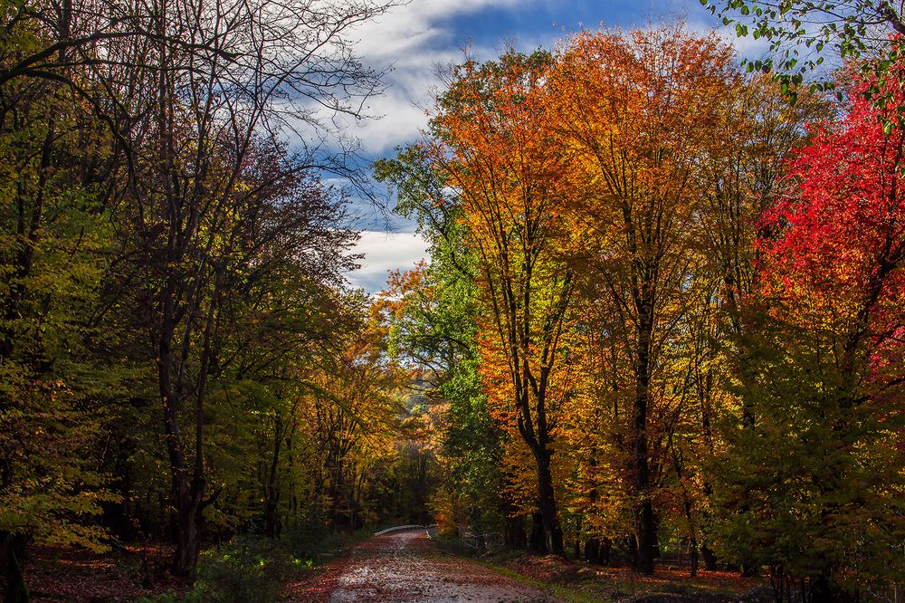 Photograph by Reza Zanganeh