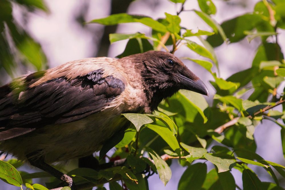 Photograph by Aleksandr Larionov