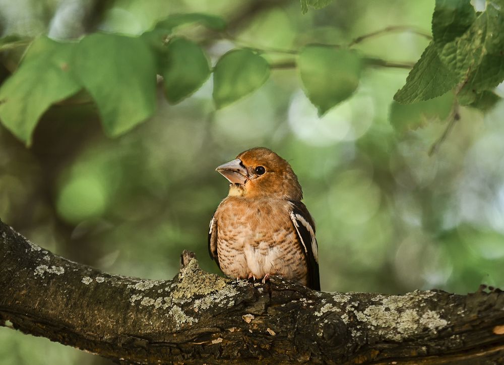 Photograph by Natalia Bolotenkova