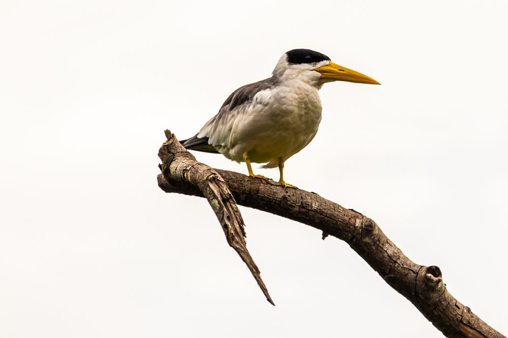 Photograph by Marcio Silveira