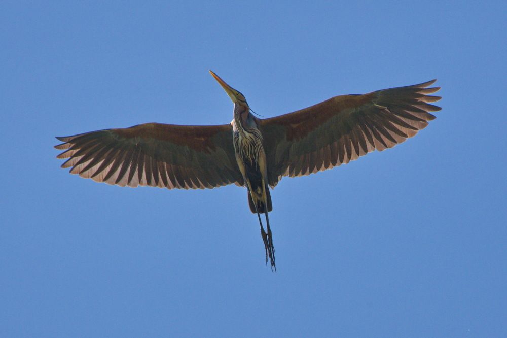 Photograph by Алексей Бородинов