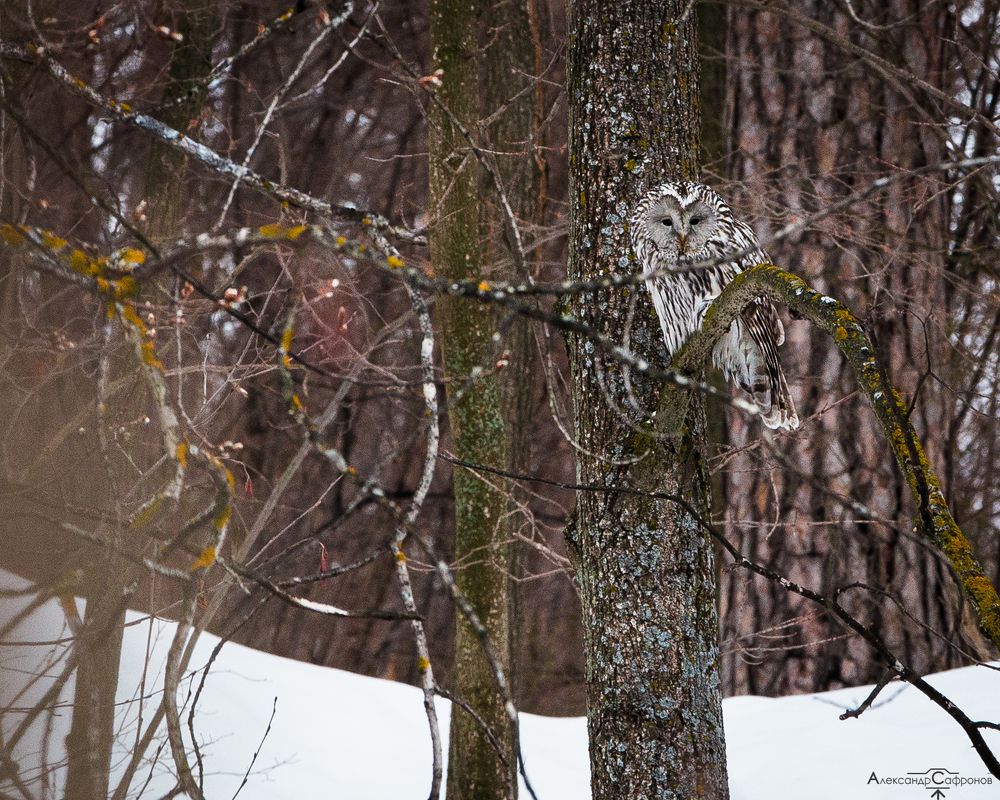 Photograph by Александр Сафронов