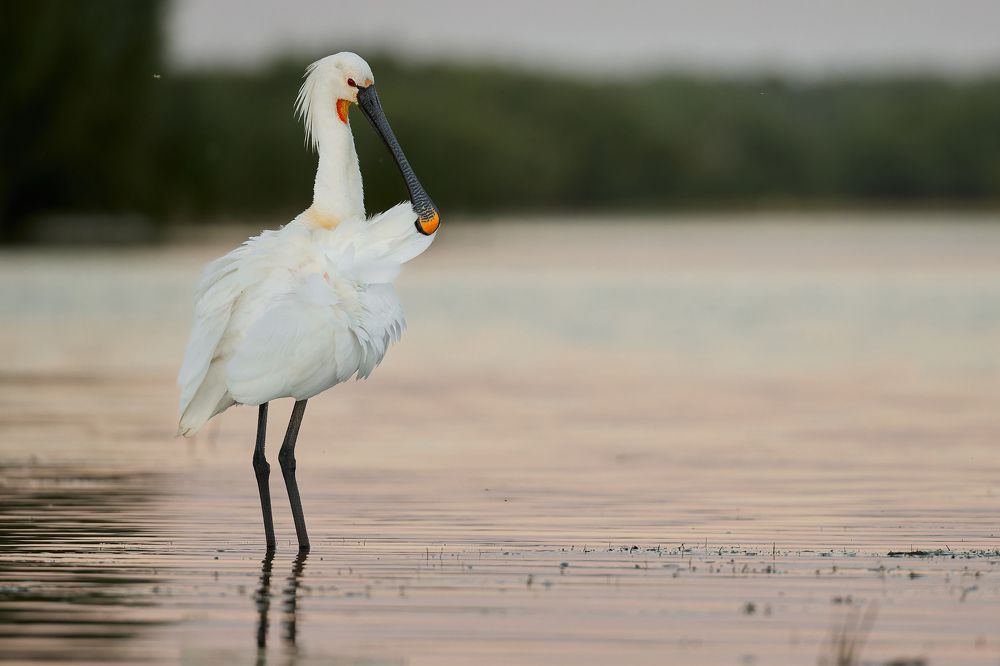 Photograph by George Alexandru Ghiuro