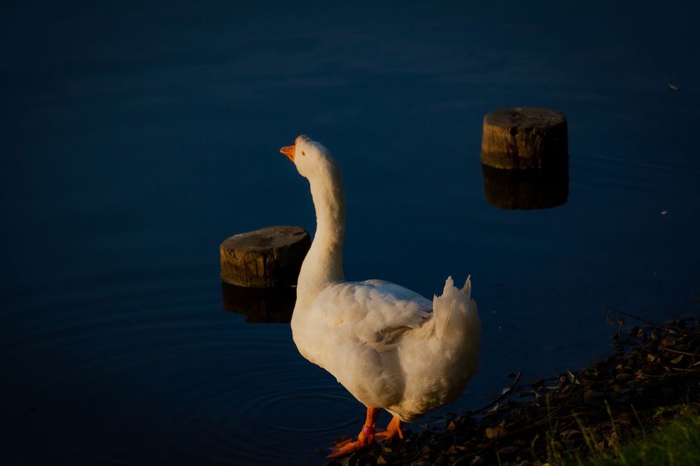 Photograph by Елена Барышева