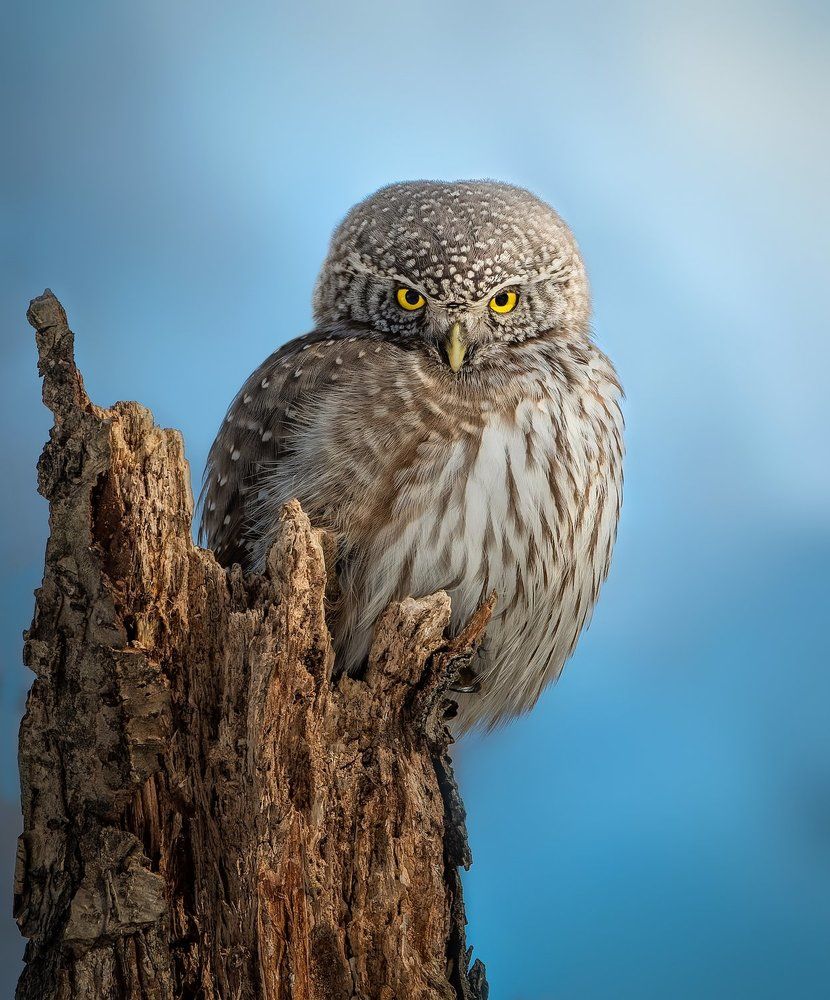 Photograph by Артём Синиятулин