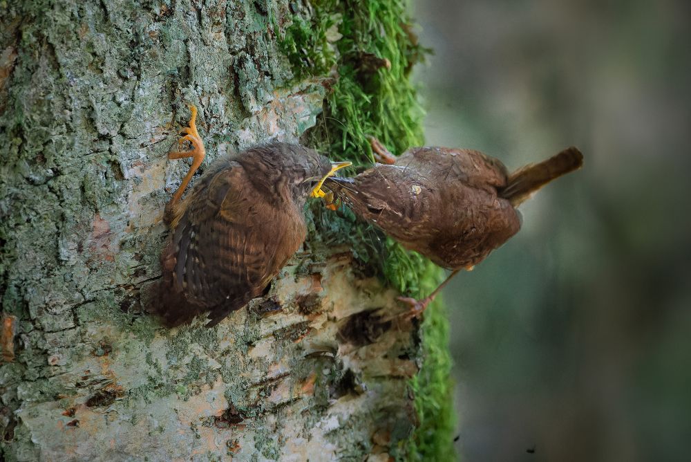 Photograph by Артём Синиятулин