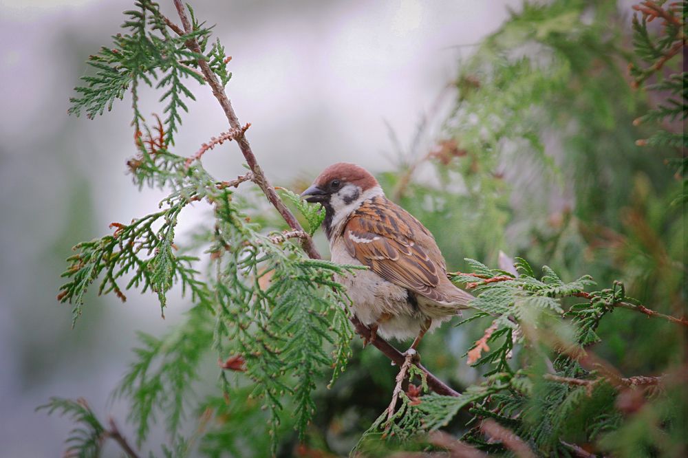 Photograph by Наталья Островцева