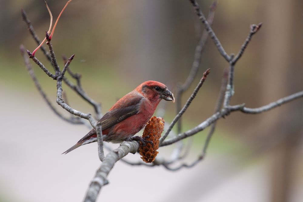 Photograph by ЕЛЕНА Рохо-Фернандес