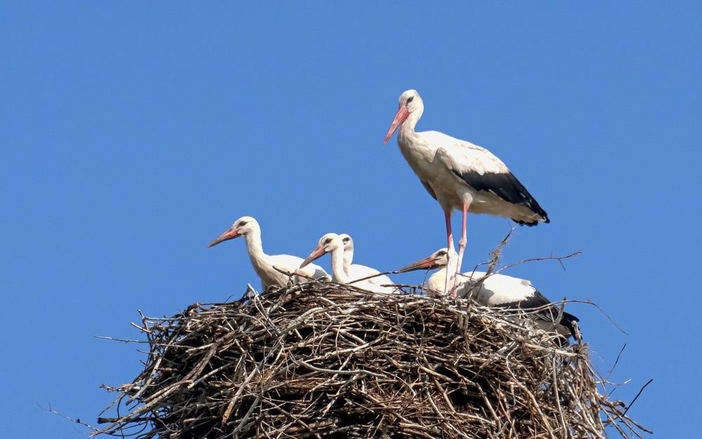 Фотография автора Николай Бологов