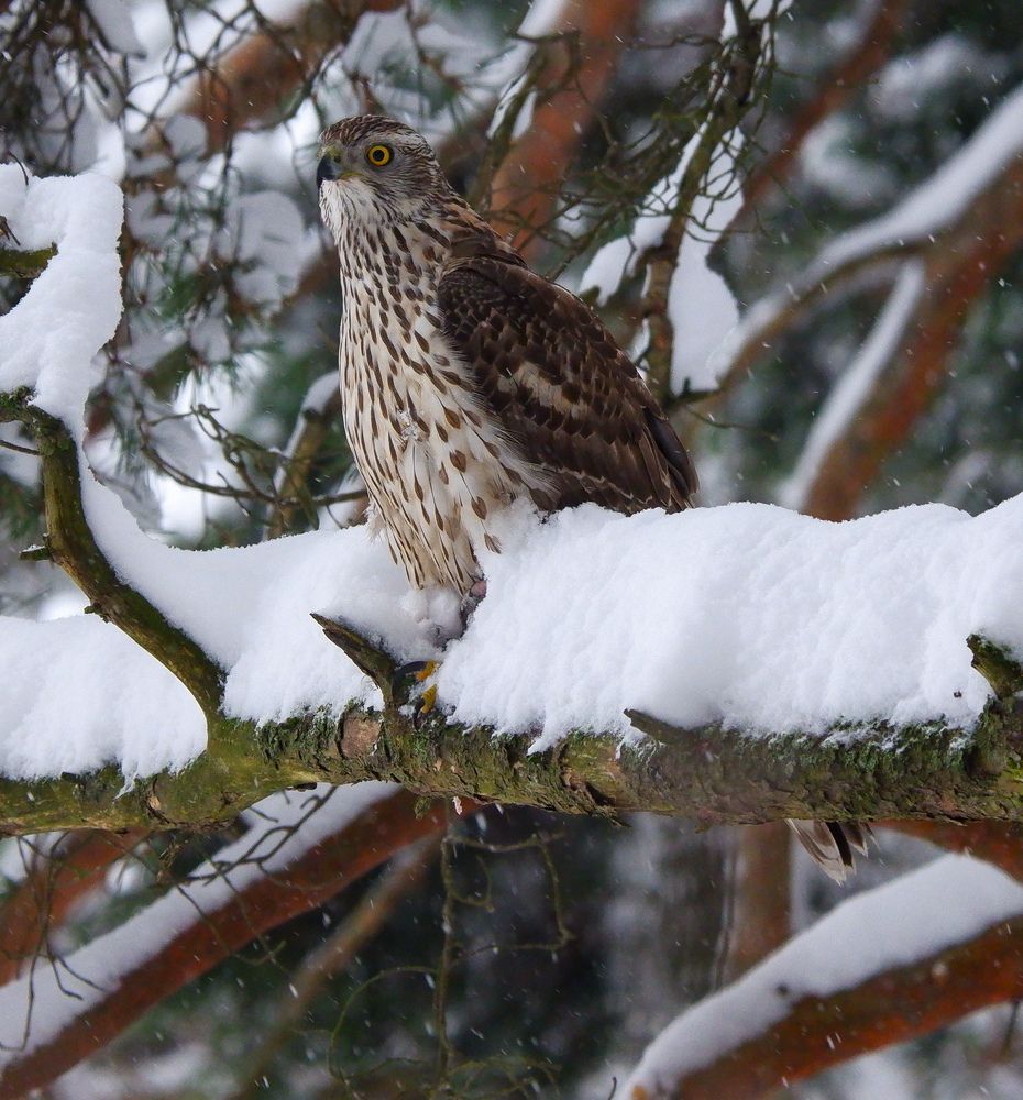 Фотография автора Elvijs Kalnins