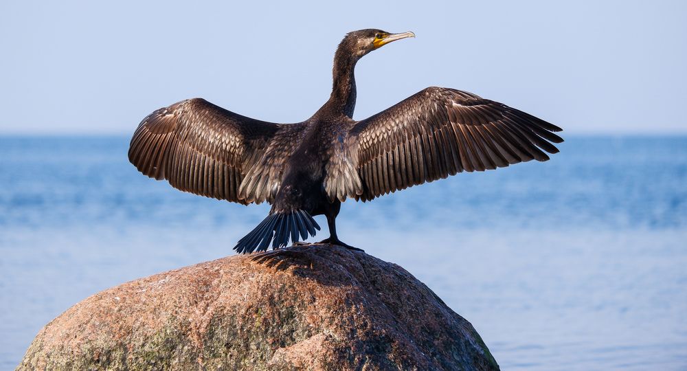 Фотография автора Elvijs Kalnins