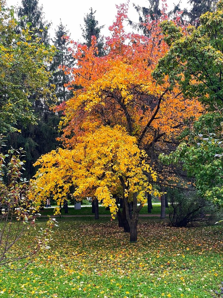 Фотография автора Nadezhda