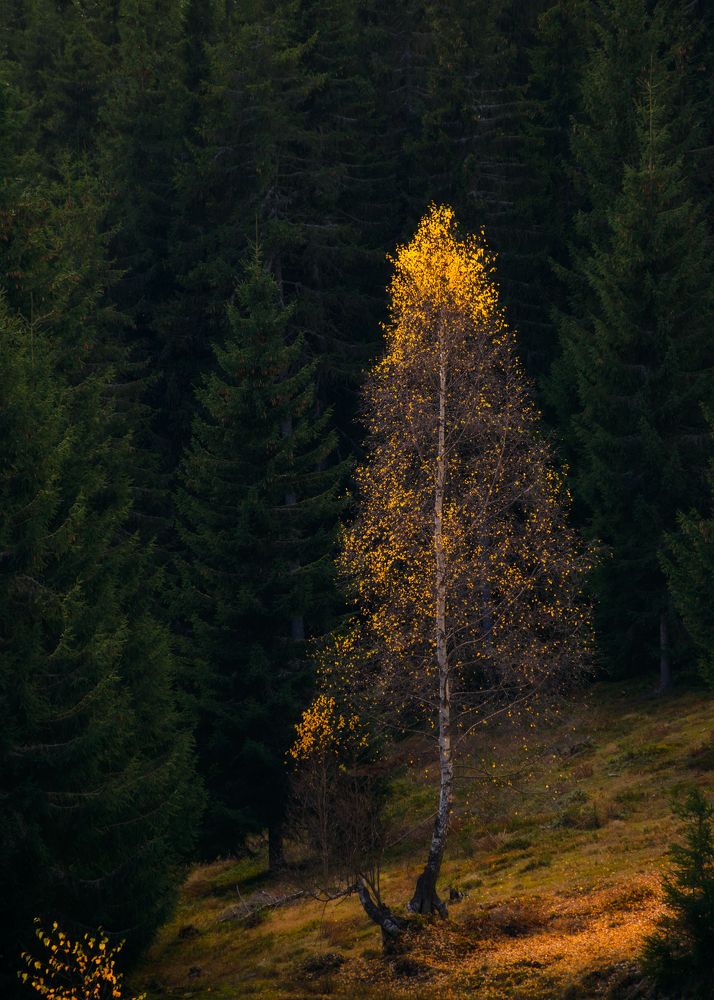 Фотография автора Cornelia Ghergut