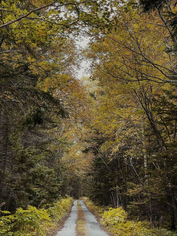 Фотография автора Елена Меньшикова